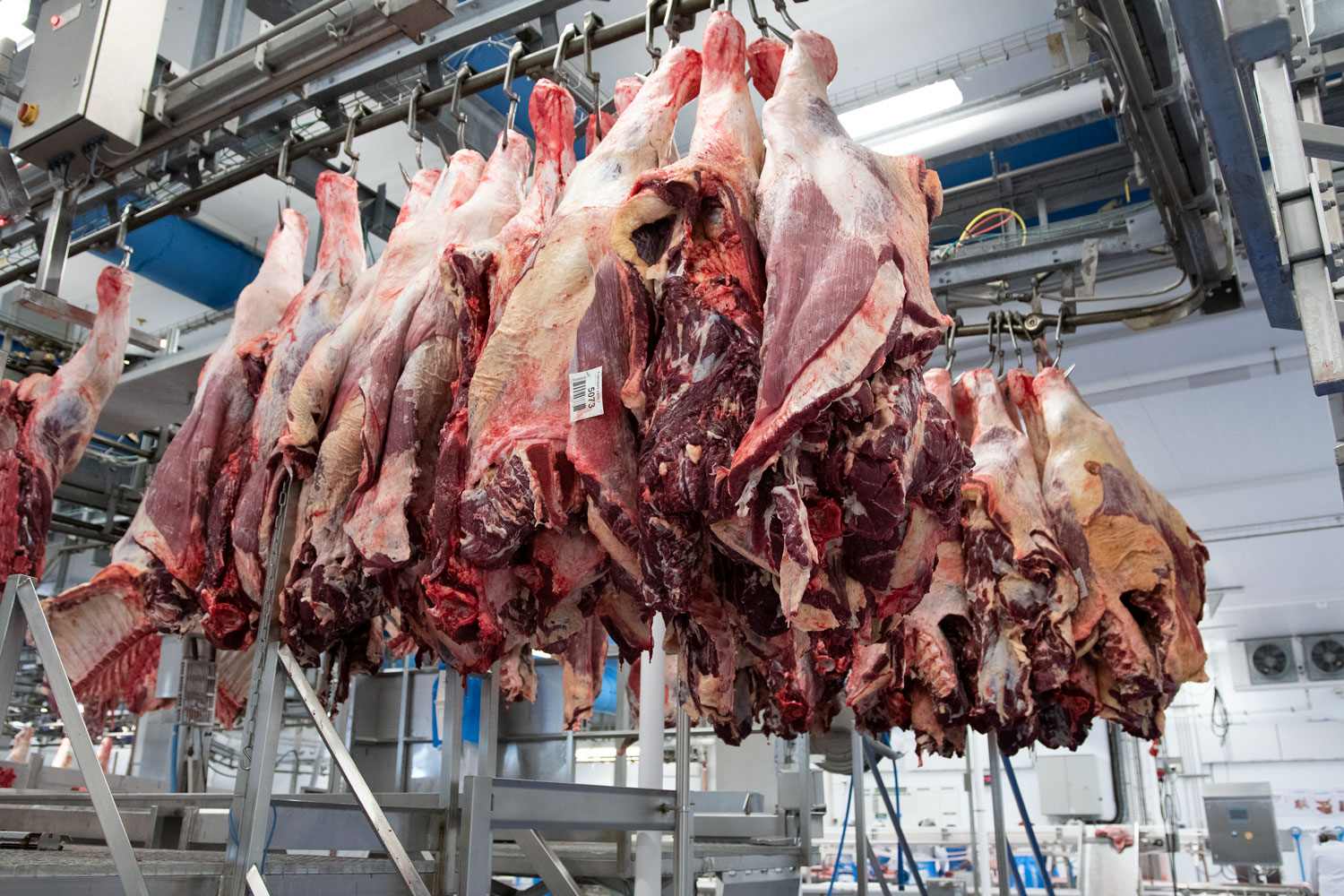 Kjøttet henger tett i tett og venter på å bli skåret av kjøttskjærerne. Foto: Henriette Louise Krogness